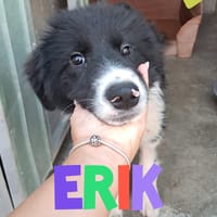ERIK cucciolo meticcio, cane da adottare
