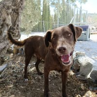 TENDER (union animal), chien à adopter