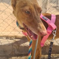 SORA (Maria), chienne à adopter