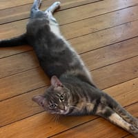 Luigi, chat à adopter