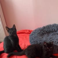 Boule & Bill, chat à adopter