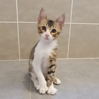 DALTON, chat à adopter