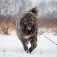 Hubert, pies do adopcji