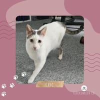 Kater Eric sucht ein neues Körbchen, Kater zur Adoption