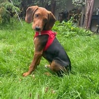 Majlo sucht sportlich-aktive Menschen, Hund zur Adoption