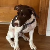 Chilli - süßer, schlauer Spatz, Hund zur Adoption