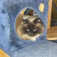 Charlie möchte sein Herz verschenken, Kater zur Adoption