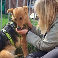 YUKI  Pfiffiges Hasenherz sucht..., Hündin zur Adoption