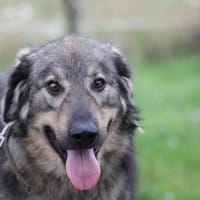 Kajano - freundlicher Rüde, Hund zur Adoption