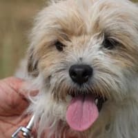 Kenai - verspielter Wuschel, Hund zur Adoption