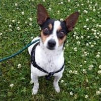 Raton süßer Rüde in Deutschland, Hund zur Adoption