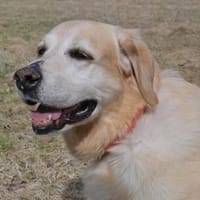 MAX 🍀🍀🍀 Senior sucht Altersruhesitz, Hund zur Adoption