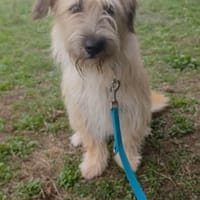 LUNA 💜💜💜  ausgeglichen, ruhig, Hündin zur Adoption