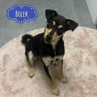 Bolek ein Schatz auf 4 Pfoten, Hund zur Adoption