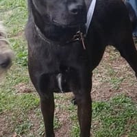 FARAH 💜 liebenswert & schmusebedürftig, Hündin zur Adoption