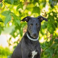 Kalle  wartet in 91325 Adelsdorf, Hund zur Adoption