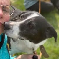 Knutschkugel BIM, Hund zur Adoption