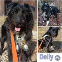 DOLLY -Sucht Begleitung an ihrer Seite-, Hündin zur Adoption