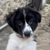 Süße Orea sucht ihr Gück, Hündin zur Adoption