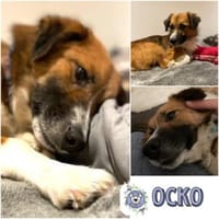OCKO * ruhiger und schüchterner Hundebub, Hund zur Adoption