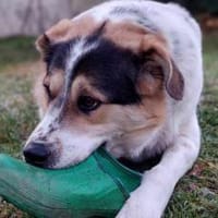 Huckleberry Finn freut sich auf dich!, Hund zur Adoption