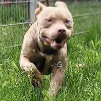 Janosch, apart, Hund zur Adoption