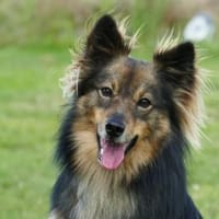 Geben Sie Watson Struktur?, Hund zur Adoption
