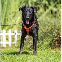Marie -  wartet in 91325 Adelsdorf, Hündin zur Adoption