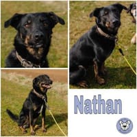 NATHAN * spezial anhänglich, Hund zur Adoption
