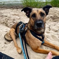 Tilda, Hündin zur Adoption