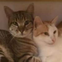 Sol & Luna gehören einfach zusammen, Kater zur Adoption