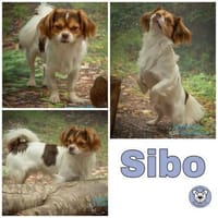 SIBO -liebevoll, fröhlich, anhänglich-, Hund zur Adoption