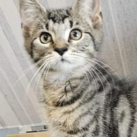 Balou, Kater zur Adoption