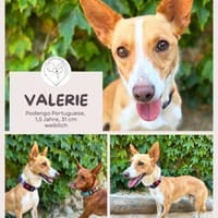 Valerie: Kleine Streunerin & Kuschelfan, Hündin zur Adoption