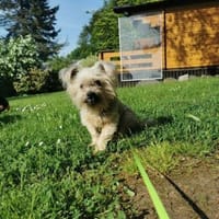 Aron sucht ein liebes Zuhause, Hund zur Adoption