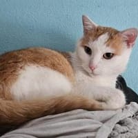 Lemmy- ein Kater weiß was er will, Kater zur Adoption