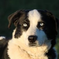 Lenco - sensibler, lieber Rüde, Hund zur Adoption