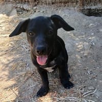 Nolis freut sich auf seine Familie, Hund zur Adoption