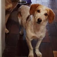 Sprinkle ist bereit für dich, Hund zur Adoption