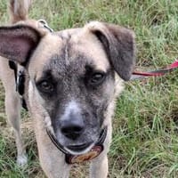 Payton sucht ihr perfect match, Hündin zur Adoption