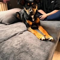 wunderschöne Leni sucht ihr Körbchen, Hündin zur Adoption