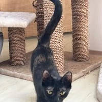 Katzenpaar Betty & Lilly, Katze zur Adoption