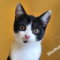 Manhattan - geb. 05/2024 - BKH Mix, Kater zur Adoption