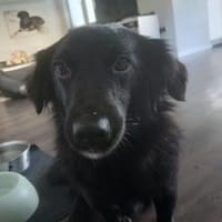Kosimo,  kleiner Traumhund, Hund zur Adoption