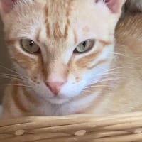 Sissy & Max, Kater zur Adoption