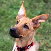 Rumi  ein großes Herz im kleinen Körper, Hund zur Adoption