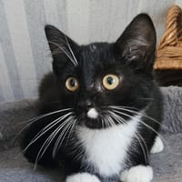 Benny, Kater zur Adoption