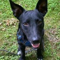 Fröhlicher THEOwartet in 48153 Münster, Hund zur Adoption