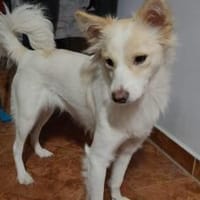 Bonnie möchte Einzelprinzessin sein, Hündin zur Adoption