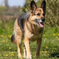 Murphy - Liebevoll und loyal, Hund zur Adoption